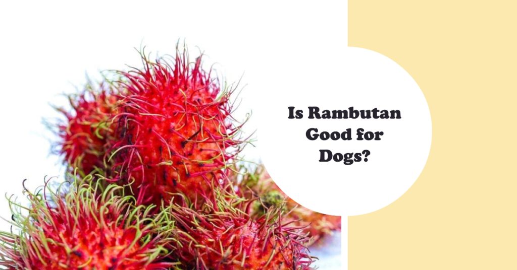 Is Rambutan Good for Dogs