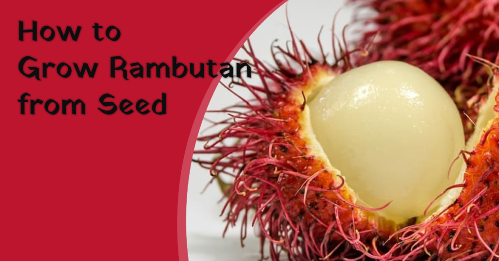 How to Grow Rambutan from Seed