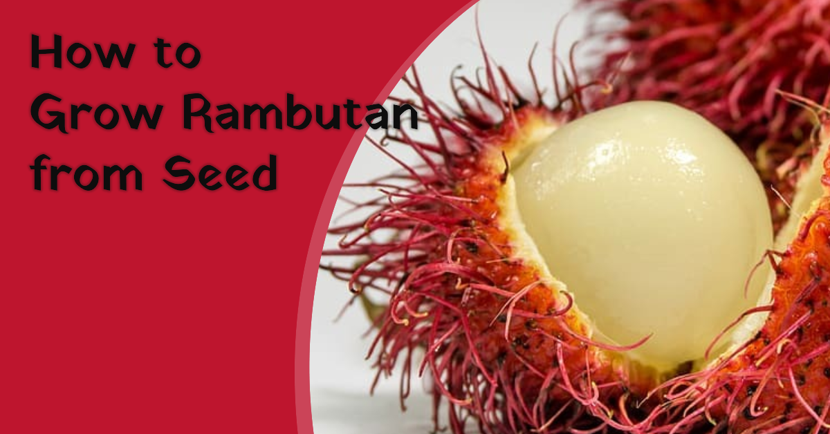 Can You Grow Rambutan From Seed